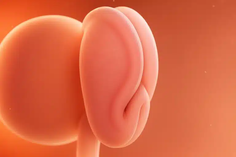 Todobaadka 4aad ee Uurka