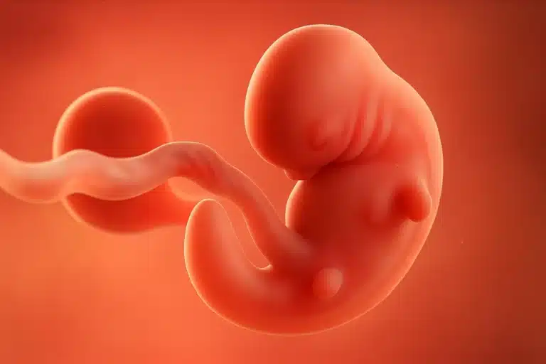 Toddobaadka 6aad ee uurka