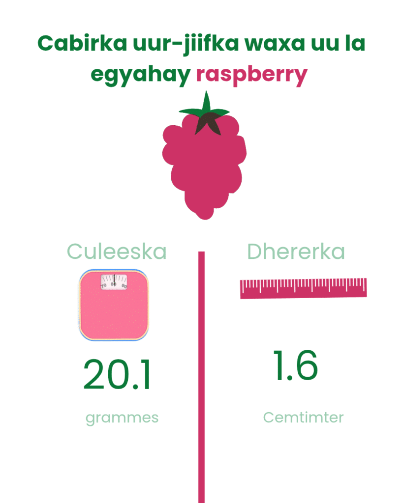 Cabirka Todobaadka 8aad ee uurka