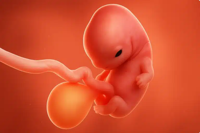 toddobaadka 6aad ee uurka