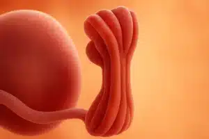 Todobaadka 5aad ee uurka