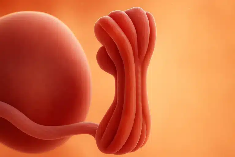 Toddobaadka 5aad ee uurka