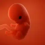 Todobaadka 8aad ee uurka