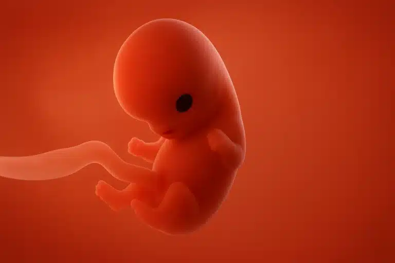 Todobaadka 8aad ee uurka