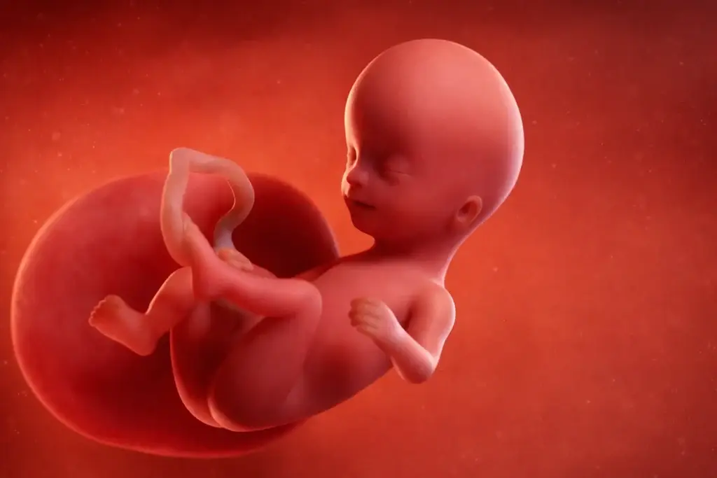 Todobaadka 13aad ee uurka