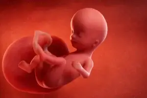 Todobaadka 13aad ee uurka