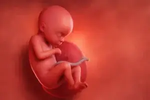 Todobaadka 15aad ee uurka