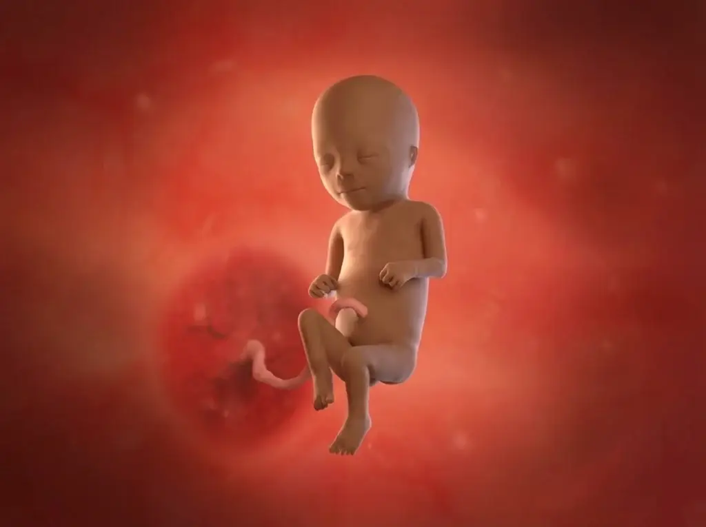 Todobaadka 17aad ee uurka