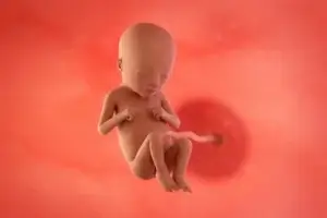 Todobaadka 18aad ee uurka